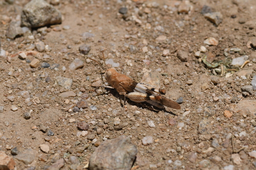Two-banded Grasshopper
