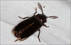 Pseudotetralobus australasiae