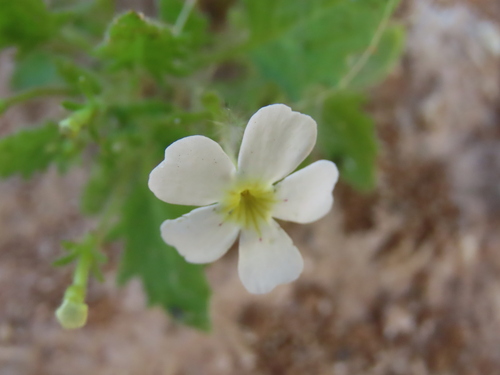 Jamesbrittenia megadenia (Jamesbrittenia megadenia)