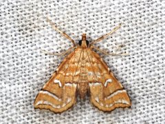 Musotima ochropteralis