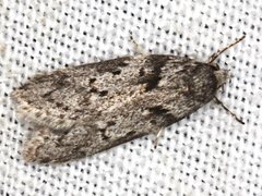 Ericrypsina chorodoxa