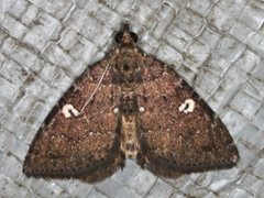 Chrysolarentia heteroleuca