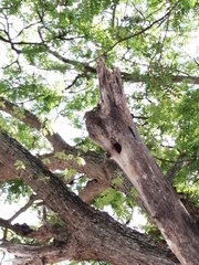 Myiarchus tyrannulus