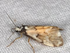 Philenora irregularis