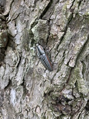 Chalcolepidius erythroloma