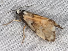 Philenora irregularis