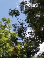 Myiarchus tyrannulus