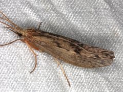 Kosrheithrus tillyardi