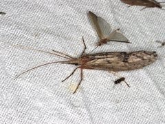 Kosrheithrus tillyardi