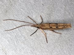 Kosrheithrus tillyardi