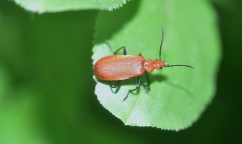 Pyrochroa serraticornis