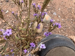 Phacelia corrugata