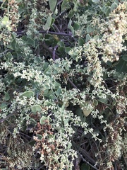 Cryptocarpus pyriformis