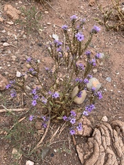 Phacelia corrugata