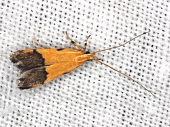 Crocanthes micradelpha