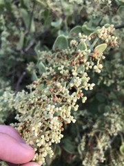 Cryptocarpus pyriformis