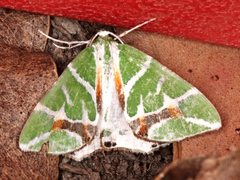 Chlorodes boisduvalaria