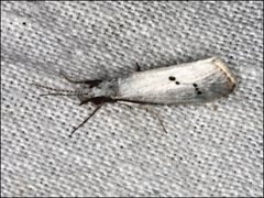 Asmicridea edwardsii