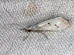 Asmicridea edwardsii