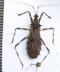Syberna annulata