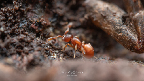 Discothyrea antarcticaDiscothyrea antarctica