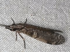 Triplectides similis