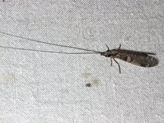 Triplectides similis