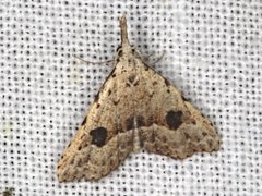 Trigonistis asthenopa