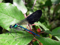 Calopteryx xanthostoma