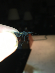 Triatoma gerstaeckeri