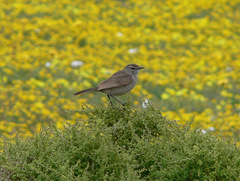 Cercotrichas coryphoeus
