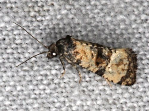 Ragwort crown-boring moth