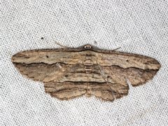 Euphronarcha luxaria