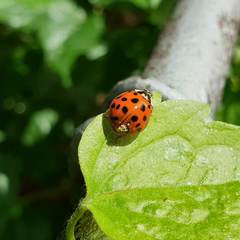 Hesperomyces virescens