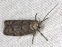 Ericrypsina chorodoxa