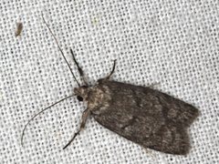 Ericrypsina chorodoxa