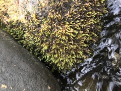 Platyhypnum duriusculum