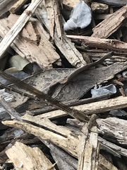 Argia immunda