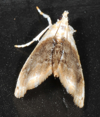 Lipocosmodes fuliginosalis