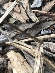 Argia immunda