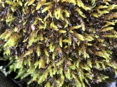 Platyhypnum duriusculum