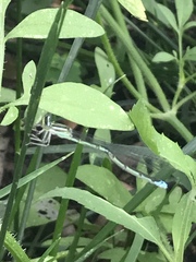 Enallagma exsulans
