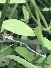 Enallagma exsulans