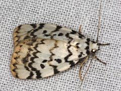 Hectobrocha pentacyma