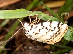 Hectobrocha pentacyma