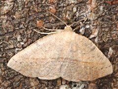 Planolocha obliquata