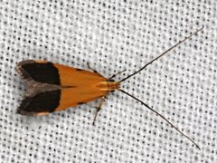 Crocanthes micradelpha