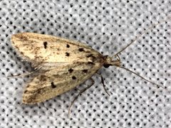 Atheropla decaspila
