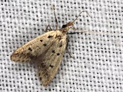 Atheropla decaspila