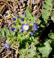 Polemonium californicum